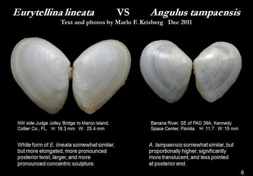 Eurytellina lineata (W. Turton 1819) resmi