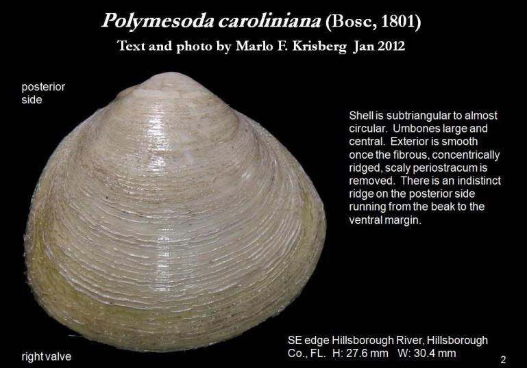 Image of Polymesoda caroliniana (Bosc 1801)