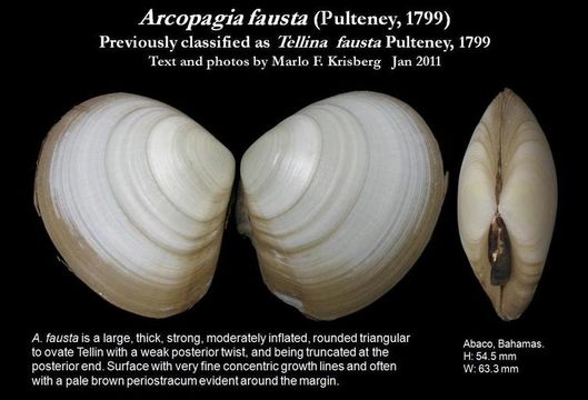 Image of Arcopagia fausta (Pulteney 1799)