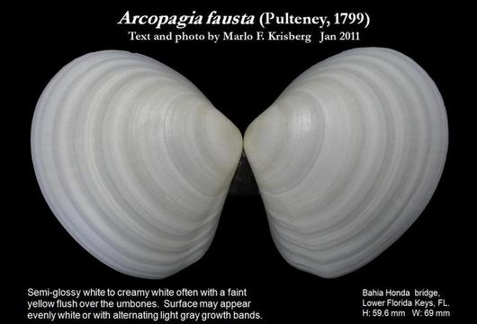 Arcopagia fausta (Pulteney 1799) resmi