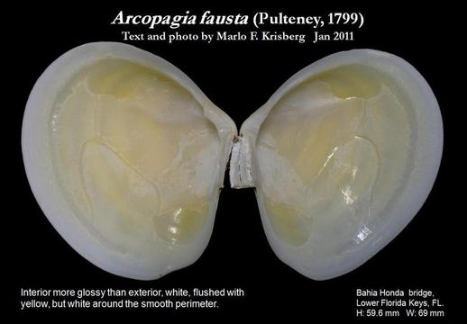 Image of Arcopagia fausta (Pulteney 1799)