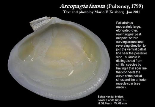 Image of Arcopagia fausta (Pulteney 1799)