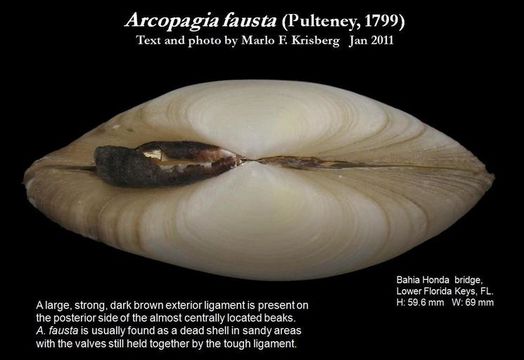 Image de Arcopagia fausta (Pulteney 1799)