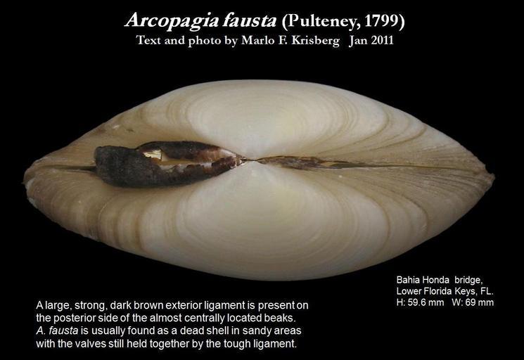Image of Arcopagia fausta (Pulteney 1799)