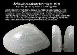 Image of Scissula candeana (d'Orbigny 1853)
