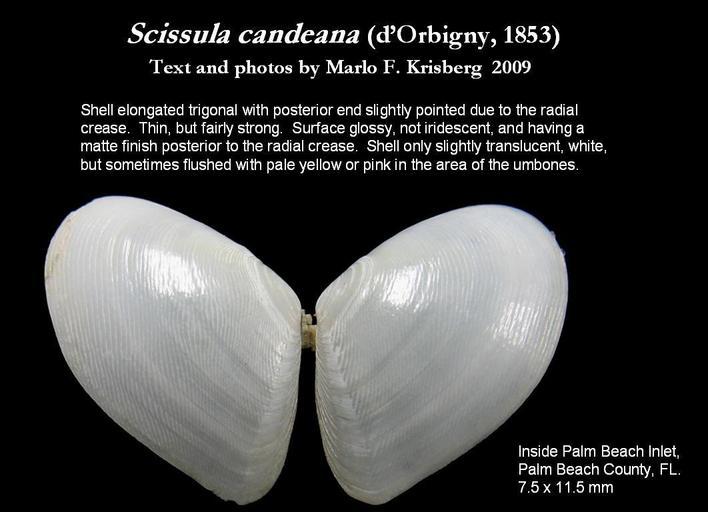 صورة Scissula candeana (d'Orbigny 1853)