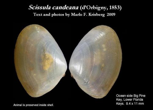 Image of Scissula candeana (d'Orbigny 1853)