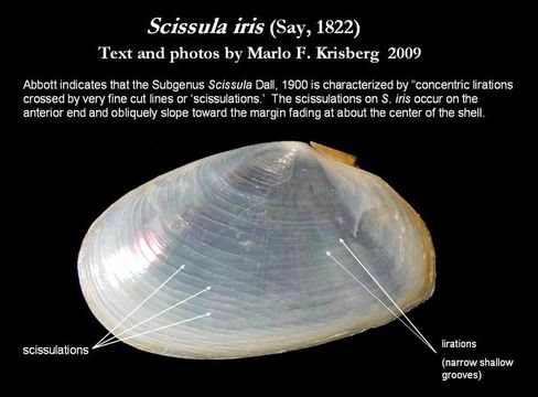 Image of <i>Scissula iris</i>