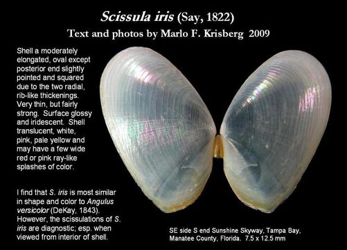 Image of <i>Scissula iris</i>