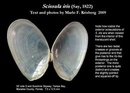 Image of <i>Scissula iris</i>