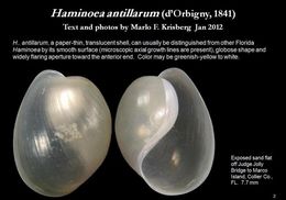 Image of Haminoea antillarum (d'Orbigny 1841)