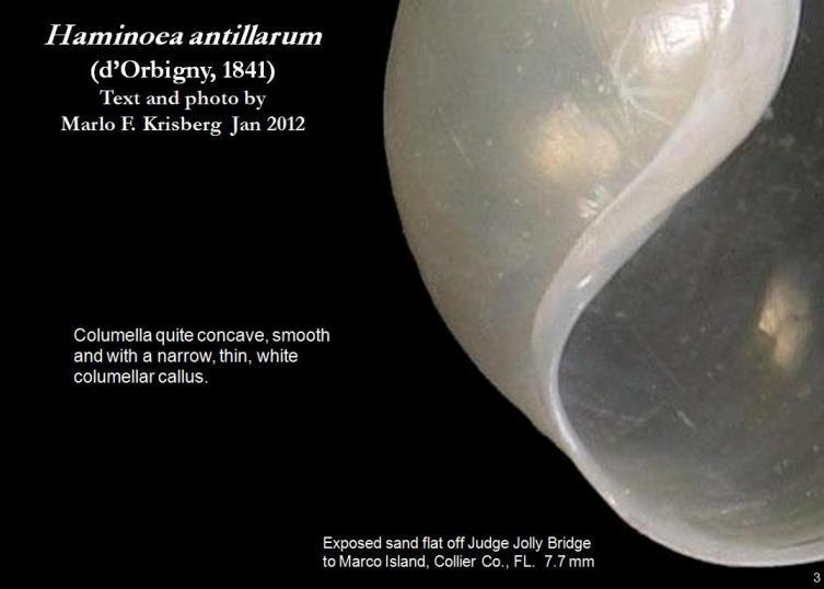 Image of Antilles glassy-bubble