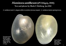 Image de Haminoea antillarum (d'Orbigny 1841)