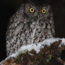 Image of Screech owl