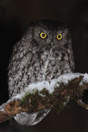 Image of Western Screech Owl