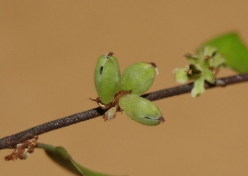 Image of maidenhair vine