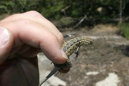 Image of common side-blotched lizard