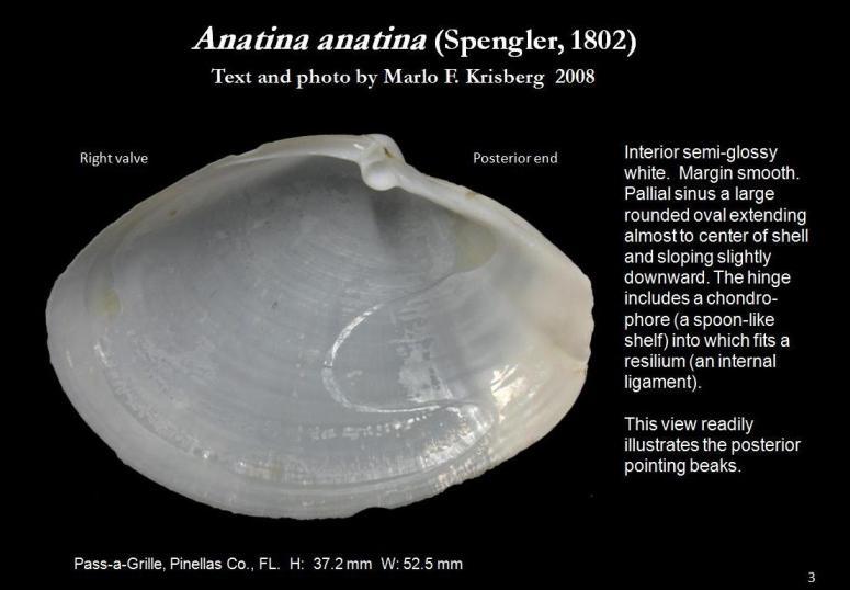 Image de Anatina anatina (Spengler 1802)