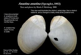 Image de Anatina anatina (Spengler 1802)