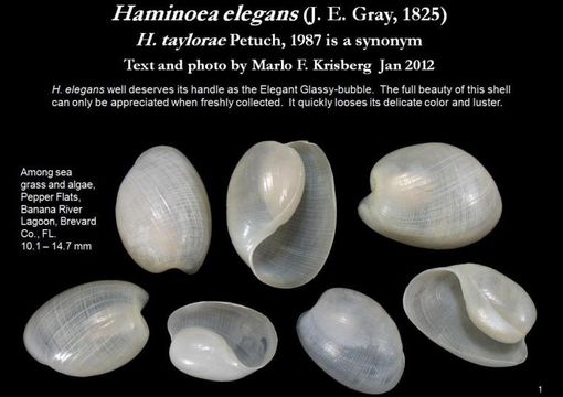Image of Haminoea elegans (Gray 1825)