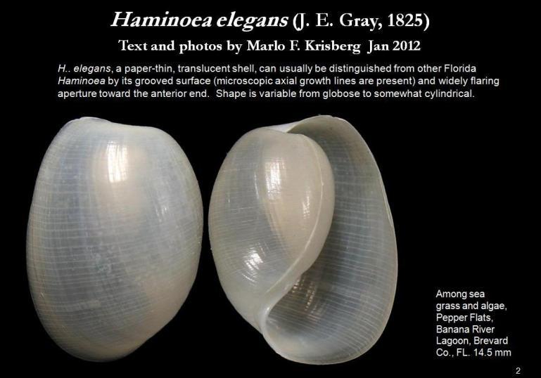 Image of Haminoea elegans (Gray 1825)