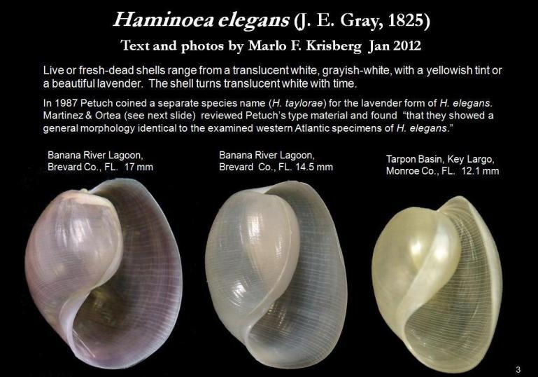Image of <i>Haminoea elegans</i> (Gray 1825)