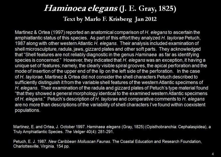 Image de Haminoea elegans (Gray 1825)