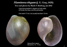 Image de Haminoea elegans (Gray 1825)