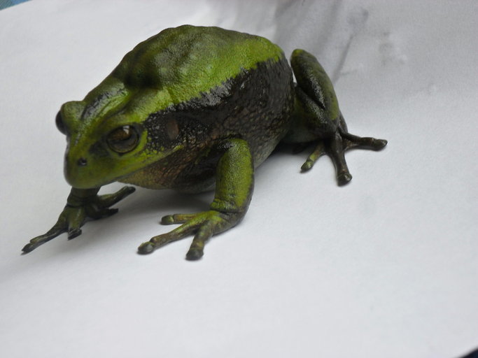 Image of Gastrotheca ruizi Duellman & Burrowes 1986