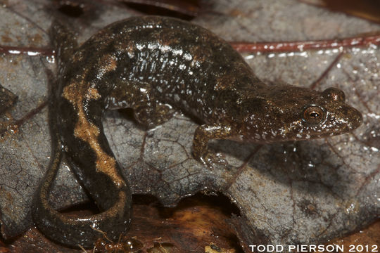 Image of Ocoee Dusky Salamander