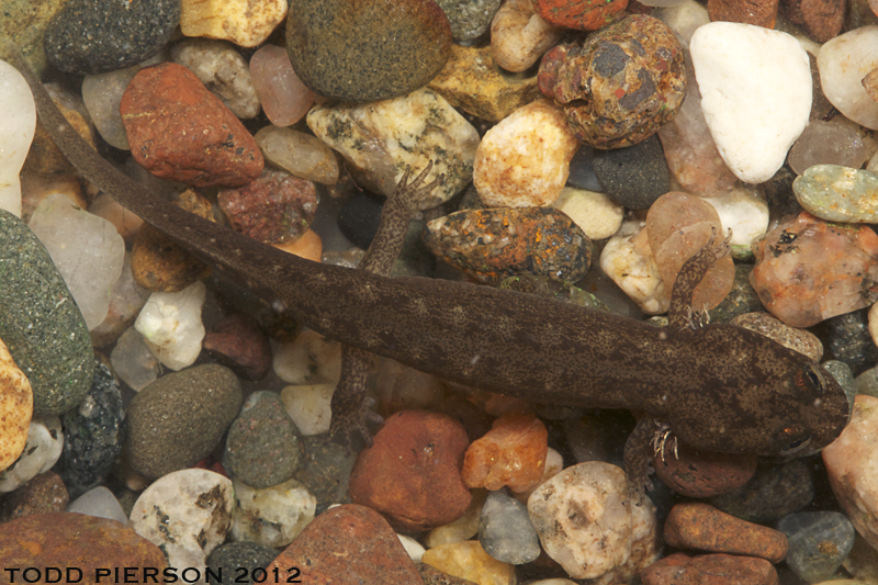 Image of Blackbelly Salamander