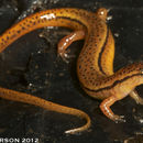 Image of Blue Ridge Two-Lined Salamander