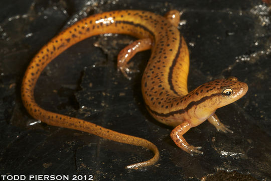 Image of Blue Ridge Two-Lined Salamander