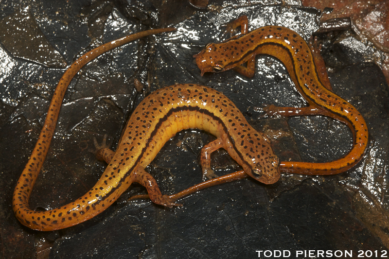 Image of Blue Ridge Two-Lined Salamander