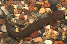 Image of Red Salamander