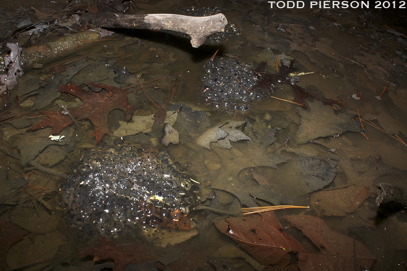 Image of Wood Frog