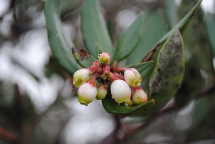 Image de Arctostaphylos bicolor (Nutt.) A. Gray