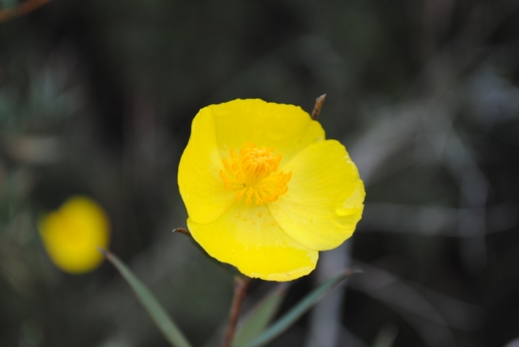 Image of tree poppy