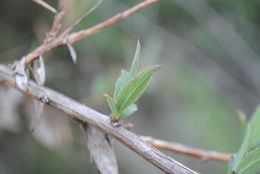 Image of tree poppy