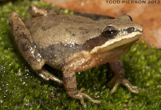 Image de Pseudacris feriarum (Baird 1854)