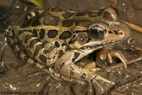 Image of pickerel frog