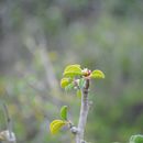 Imagem de Euphorbia misera Benth.