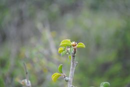 Image of cliff spurge