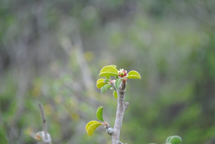 Image of cliff spurge
