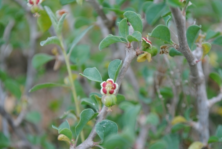 Image of cliff spurge