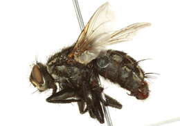 Image of Fletcherimyia