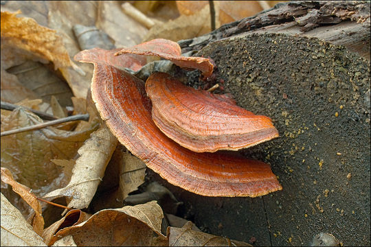 Image of Stereum subtomentosum Pouzar 1964