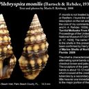 Imagem de Pilsbryspira monilis (Bartsch & Rehder 1939)