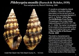 Plancia ëd Pilsbryspira monilis (Bartsch & Rehder 1939)