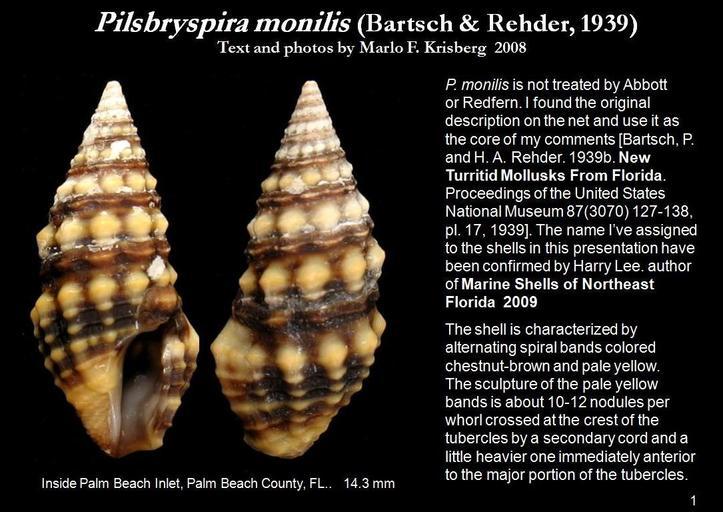 Imagem de Pilsbryspira monilis (Bartsch & Rehder 1939)